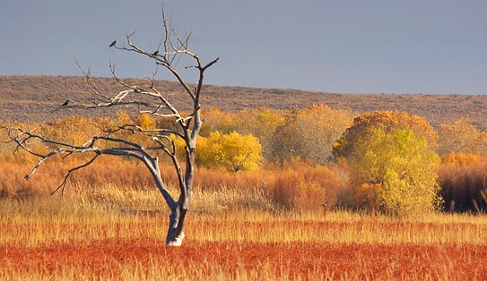 Bosque del Apache 72577