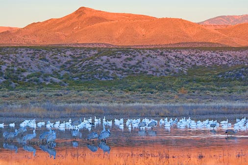 Bosque del Apache 73769