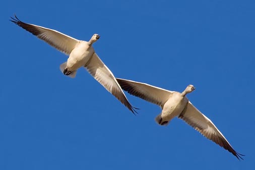 Snow Geese In Flight 72662