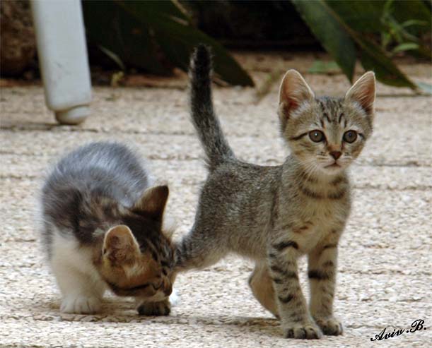 00203 - Hey, leave my leg alone... | Cats / Israel