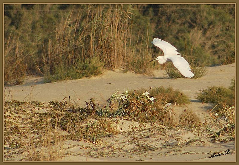 02099 - Little Egret landing... / Bet-Yanay beach - Israel