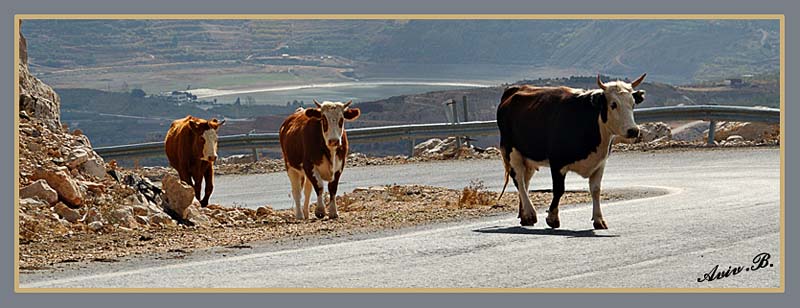 02532 - Cow convoy / Hermon mountain - Israel