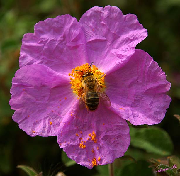 04193 - The bee & the flower (1st) / Princes island - Turkey