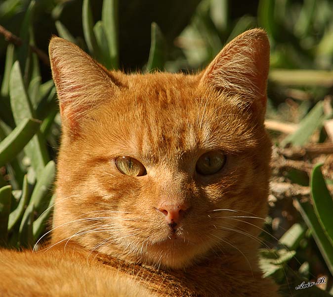 05076 - Sleepy red-headed cat / Jerusalem - Israel