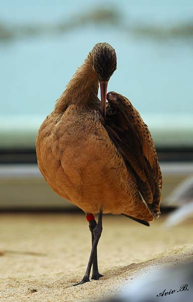 05310 - Long billed curlew / Monterey bay aquarium - CA - USA