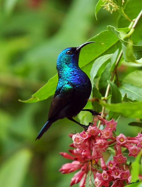 05615 - Hummingbird / Ganey-Tikva - Israel