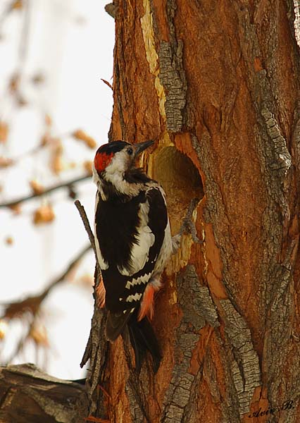 05952 - Downy Woodpecker (male) / Ganey-Tikva - Israel