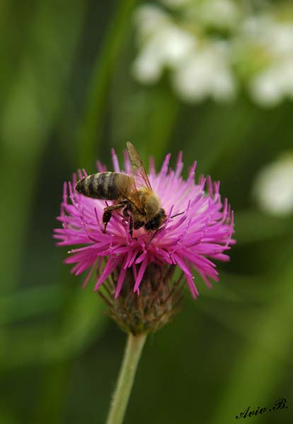 06291 - Bee / Olympos - Antalya - Turkey