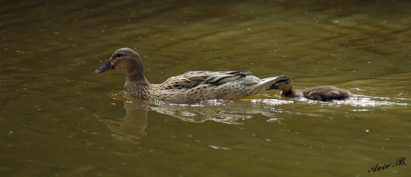 06820 - Duck and mini duck... (1) / Yarkon river - Tel-Aviv - Israel