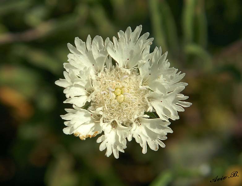 07058 - A nest with eggs in a flower... ;-) / Gamla - Israel