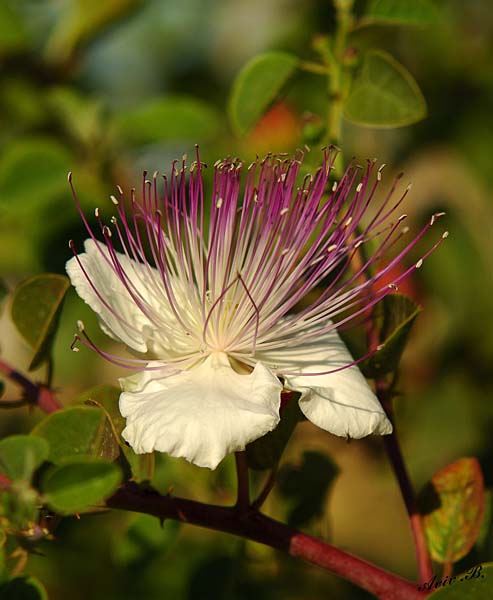 07243 - Common Caper / Gamla - Israel