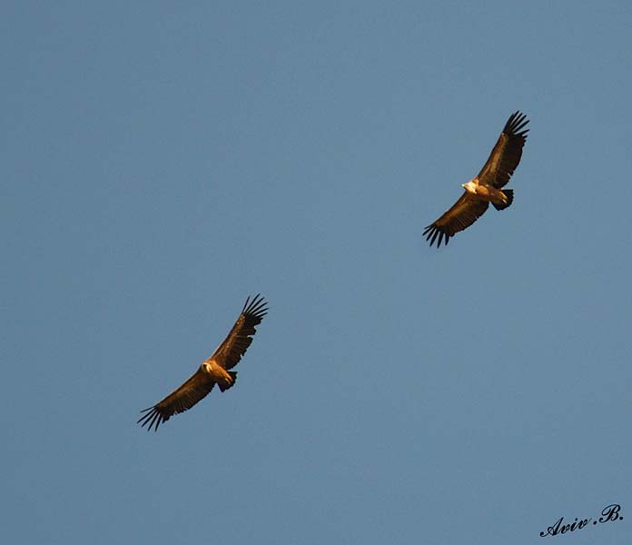 07258 - Flying together... / Gamla - Israel