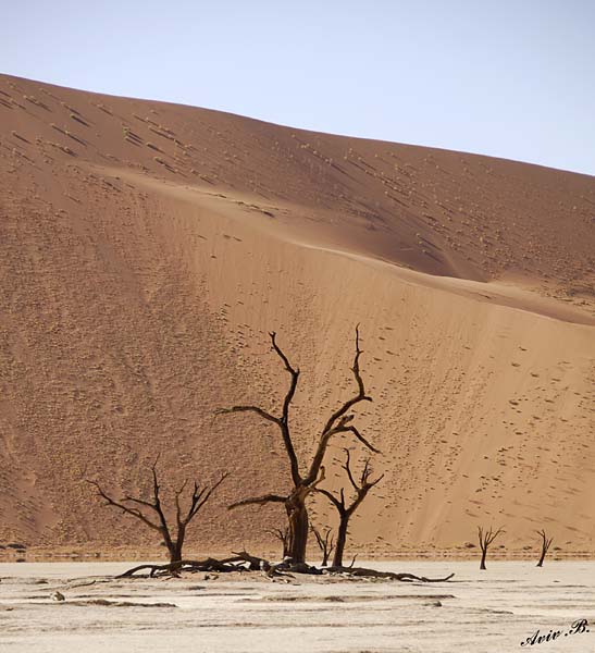 11678 - Dead tree in the Dead Vlei between the dunes / Sossussvlei - Namibia