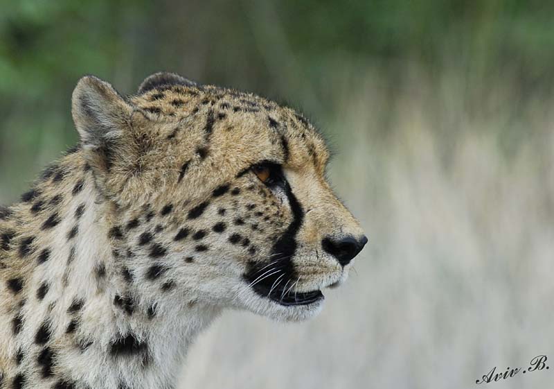 11963 - Cheetah / Cheetah park - Namibia