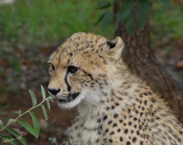 12041 - Cheetah cub / Cheetah park - Namibia