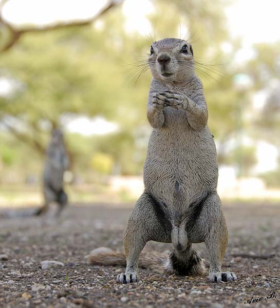 12096 - Squirrel / Etosha NP - Namibia