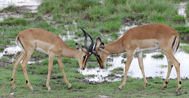 12258 - Impala / Etosha NP - Namibia