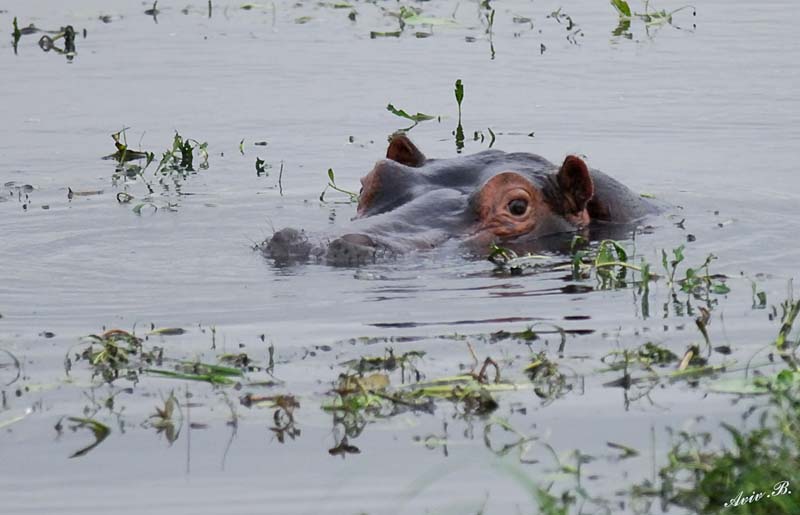 12406 - Hippopotamus / Chobe NP - Botswana