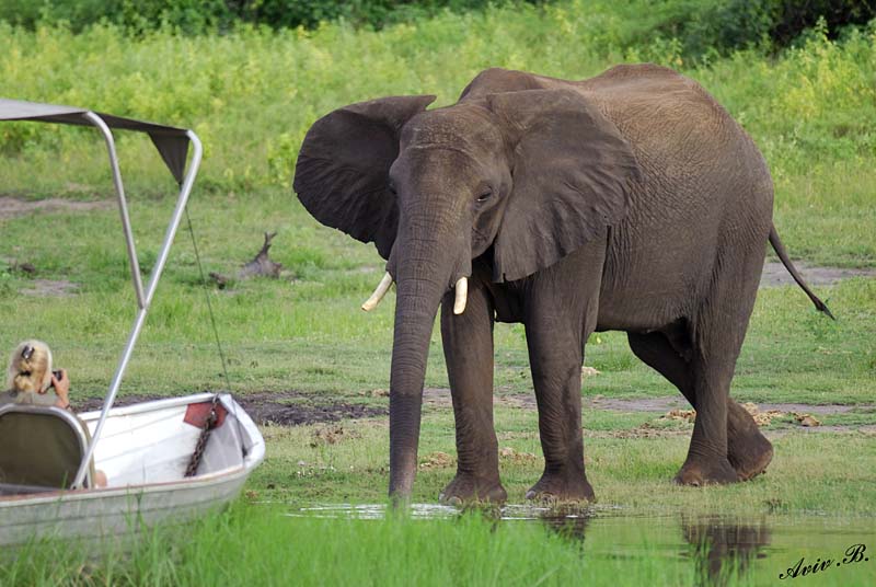12659 - Can you come closer for a photo... | Elephant / Chobe river - Botswana