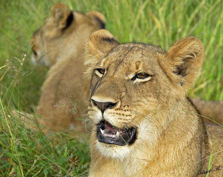 12867 - Lions cub / Victoria falls - Zimbabwe