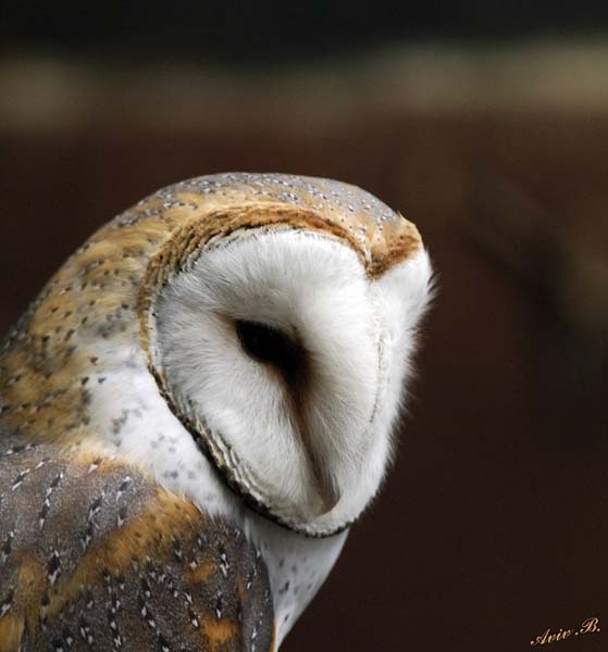 13413 - Owl / Snake park - Arusha - Tanzania