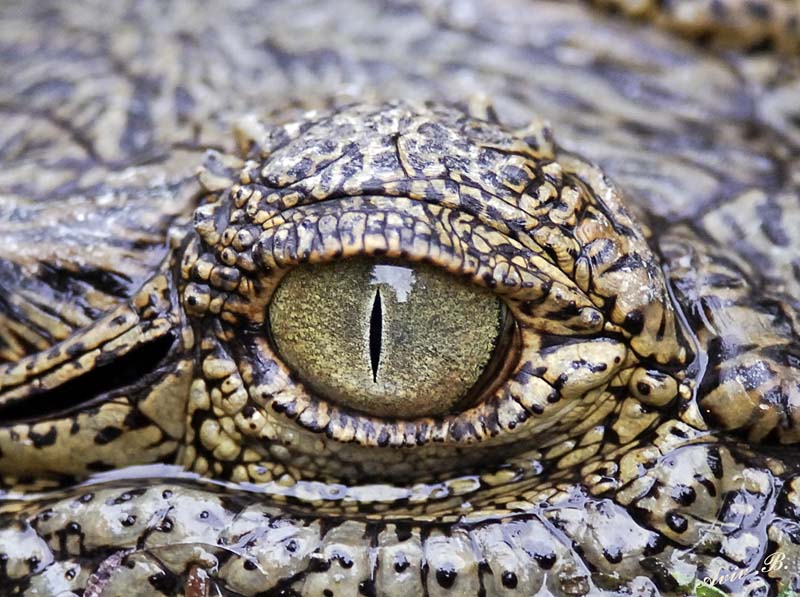 13478 - Looking in your eyes... | Crocodile / Snake park - Arusha - Tanzania