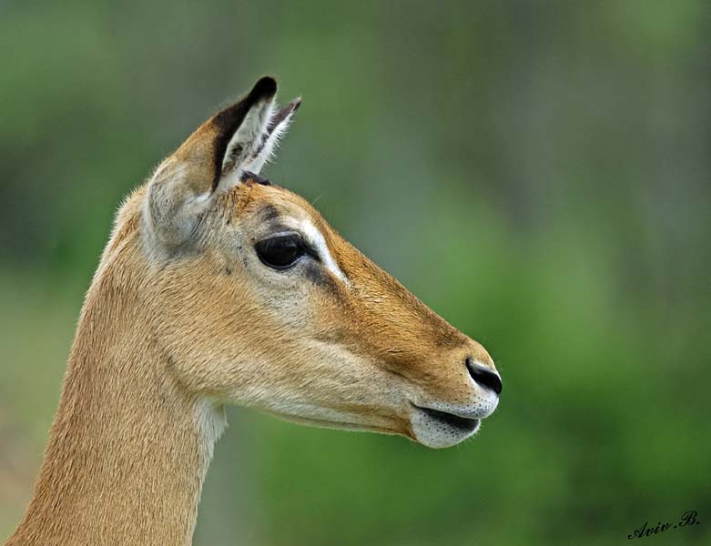 13687 - Impala / Serengeti - Tanzania