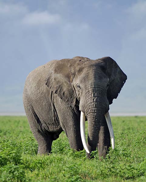 13842 - Elephant / Ngorongoro - Tanzania