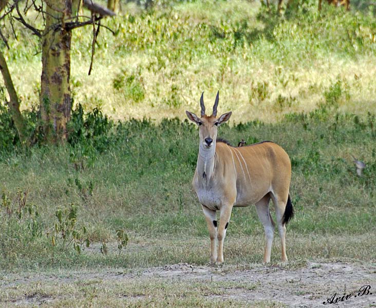 14740 - Eland / Lake Naivasha - Kenya