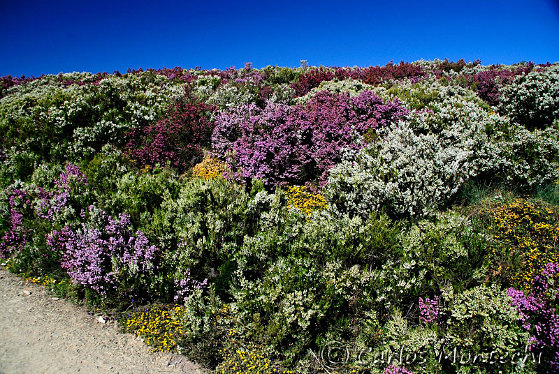 DSC_1376 copy.jpg