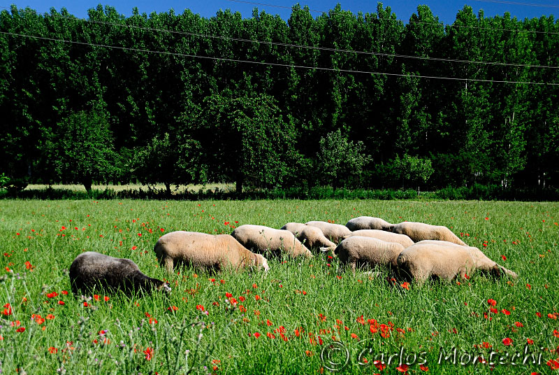 DSC_1701 copy.jpg