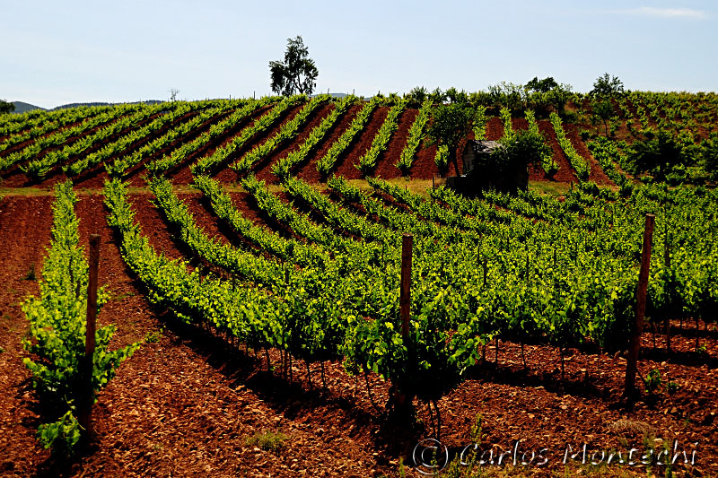 DSC_1783 copy.jpg