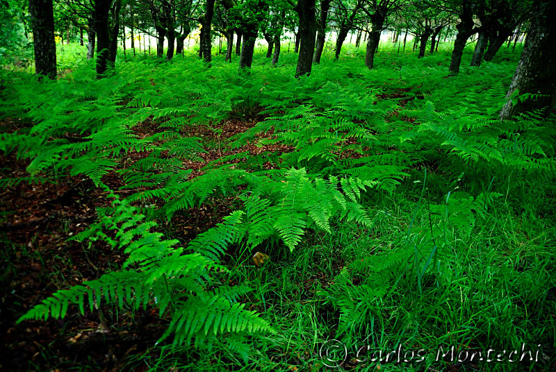 DSC_2126 copy.jpg