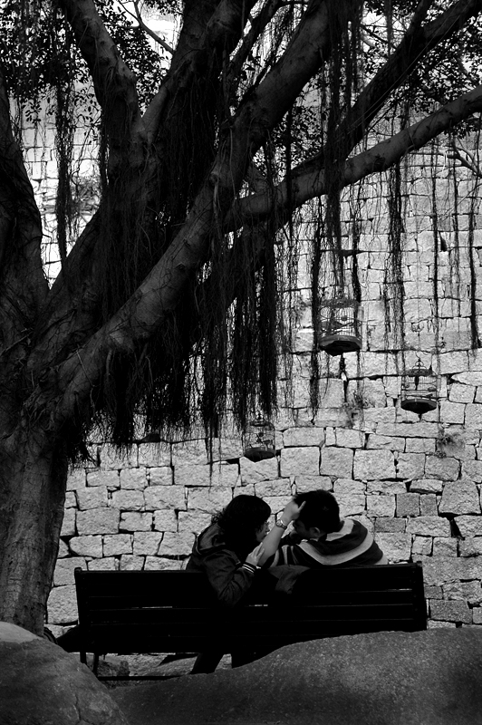 lovebirds
