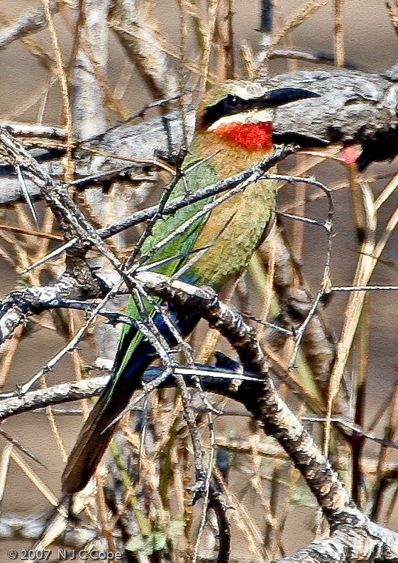Whitefrontedbeeeater_0107