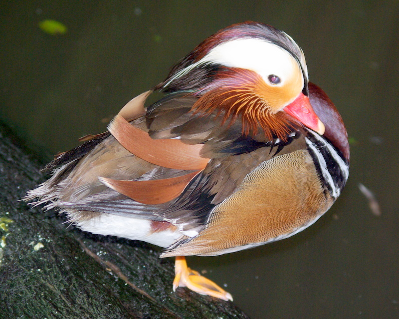 Kuranda - 055 Manadarin Duck - Real one.JPG