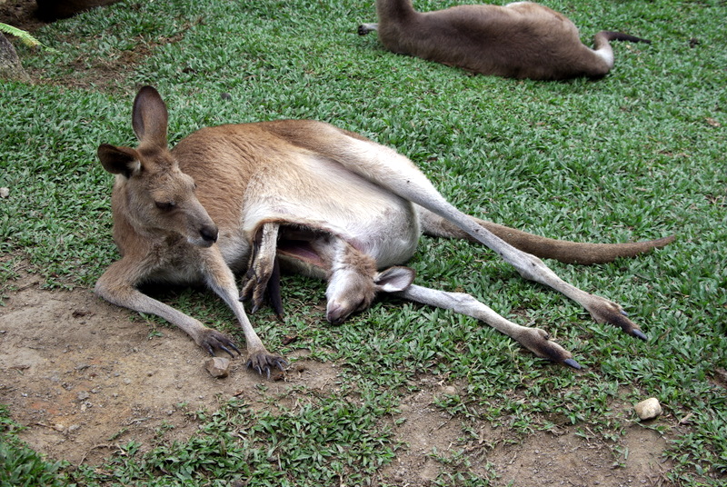 Kuranda - 075 Sleepy Mother Roo and Joey.JPG