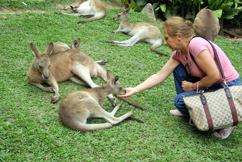 Kuranda - 080 Tame Roos.JPG