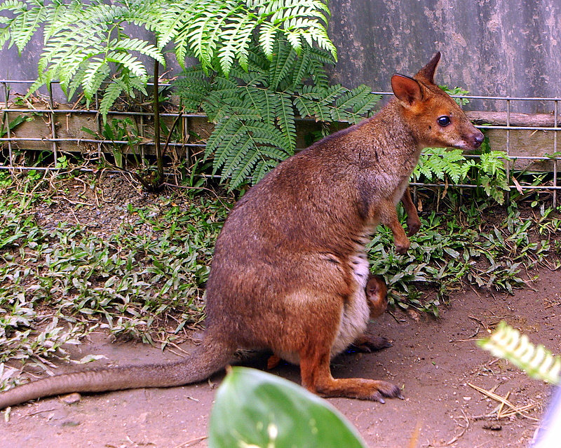 Kuranda - 110 Wallaby (per Sidders).JPG
