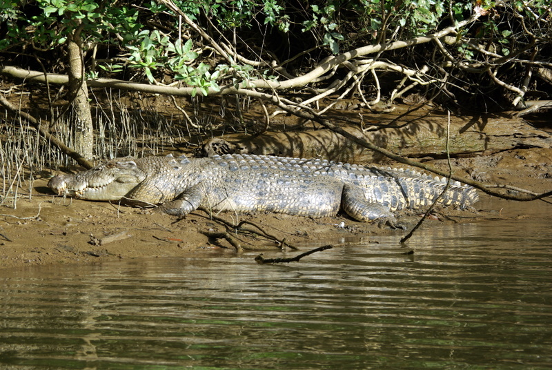 Daintree River - 85 Whats for Lunch - Saltwater Croc.JPG