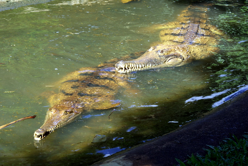 Cairns Tropical Zoo - 45 Whats for Lunch - Freshwater Crocs.JPG