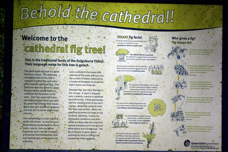 Tablelands - 75 Cathederal Fig Tree sign IMGP8063.JPG