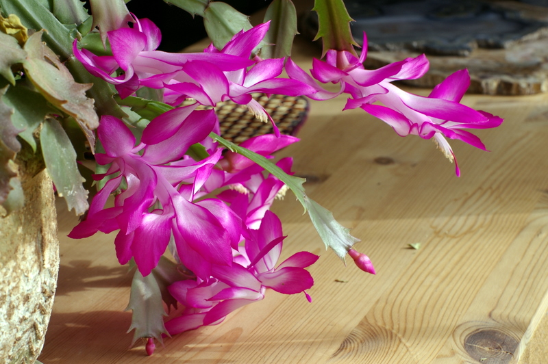 Christmas Cactus.JPG