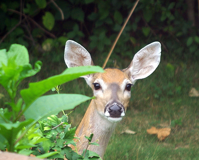 Morning Visitor 1.JPG