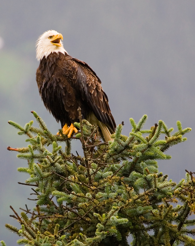 Eagles at Steep Creek