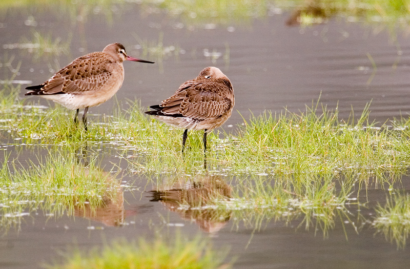 hudsonian godwit