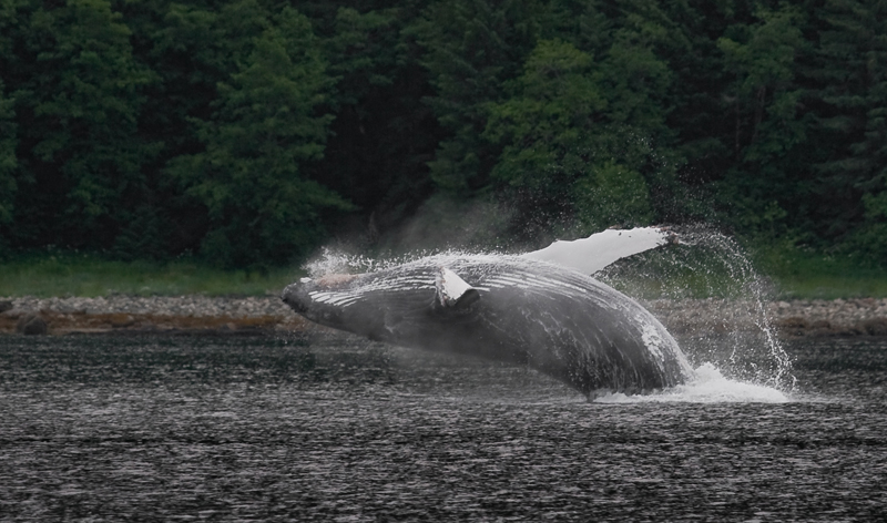 breach 09-9478 800.jpg