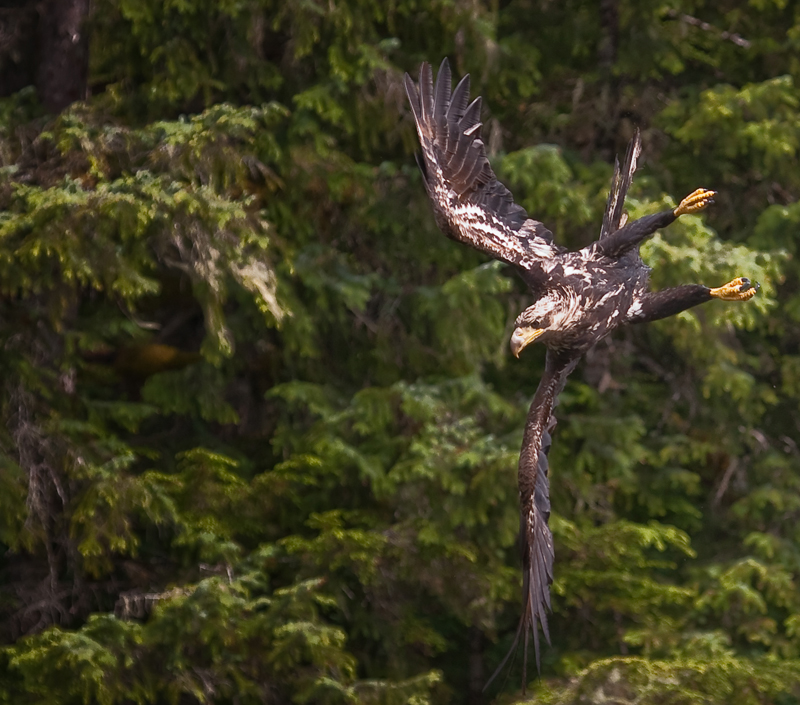 aerobatic eagle