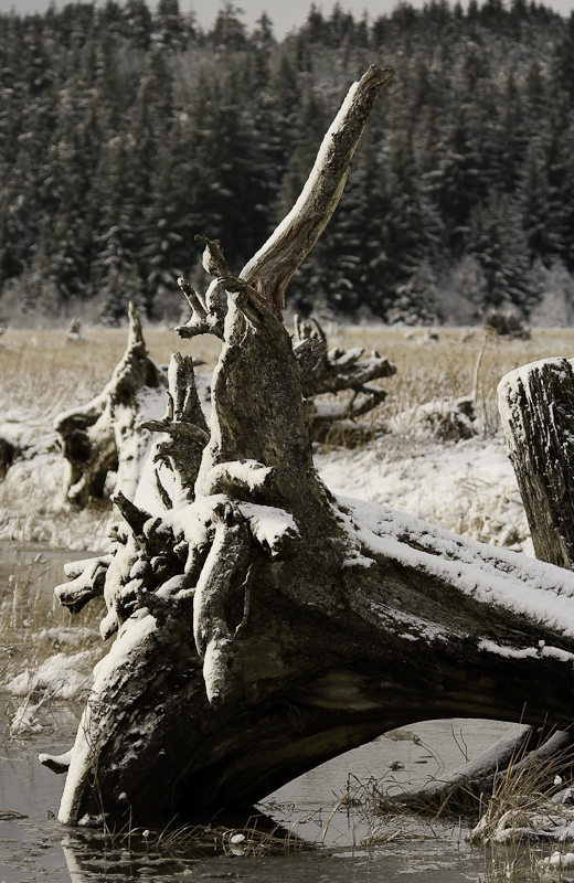 test stump 800-0070.jpg