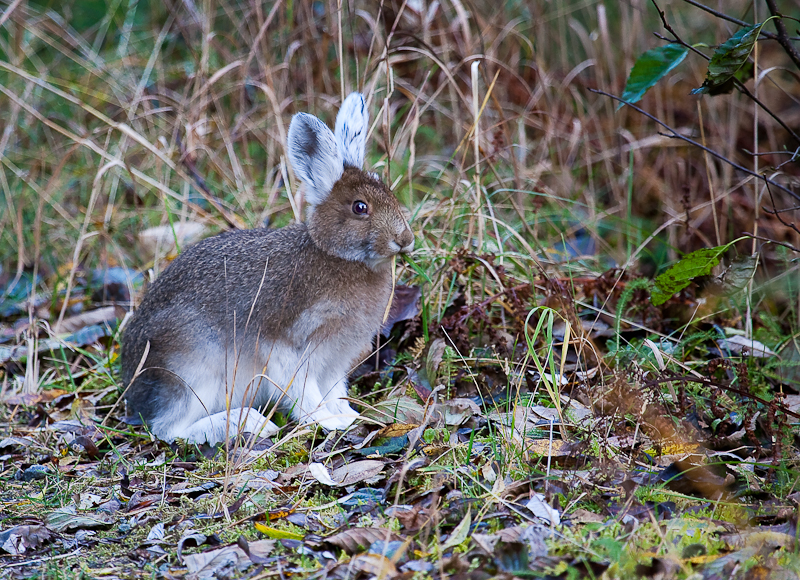 hare at the Mendenhall 800-1900.jpg